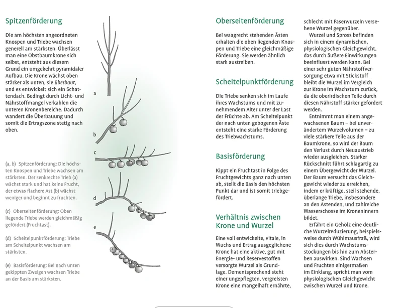 1x1 des Obstbaumschnitts | Für jede Gehölzform das passende Vorgehen
