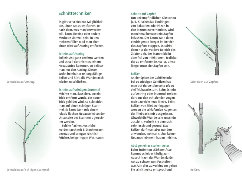 1x1 des Obstbaumschnitts | Für jede Gehölzform das passende Vorgehen
