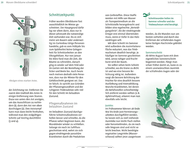 1x1 des Obstbaumschnitts | Für jede Gehölzform das passende Vorgehen