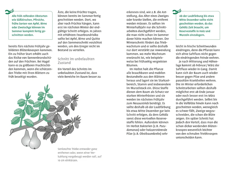 1x1 des Obstbaumschnitts | Für jede Gehölzform das passende Vorgehen