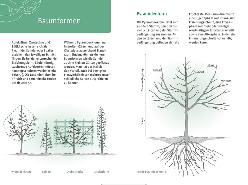 1x1 des Obstbaumschnitts | Für jede Gehölzform das passende Vorgehen