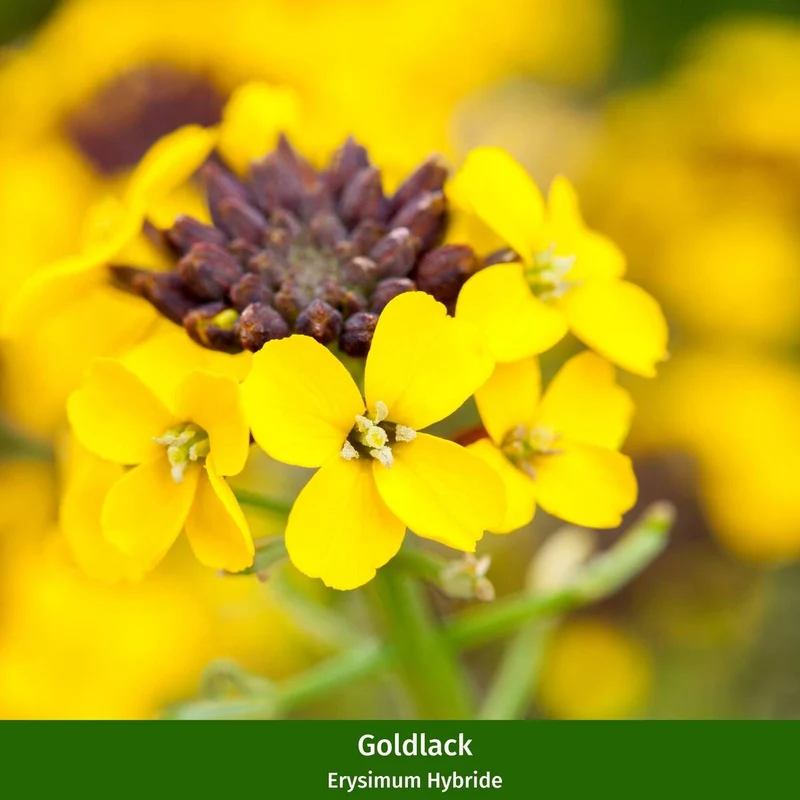 Balkonblumen "Strahlender Frühlingsgruß"