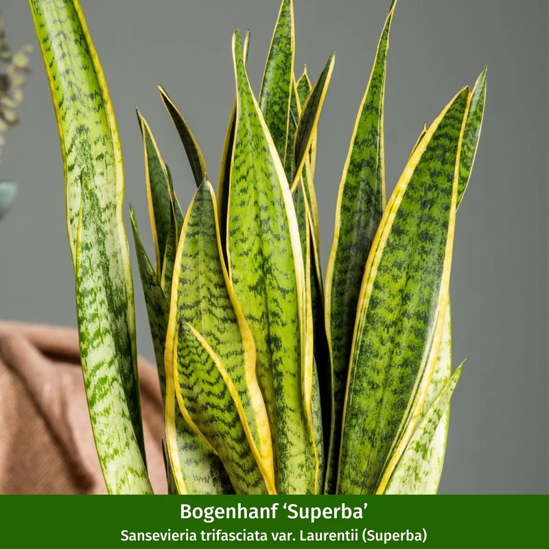 Zimmerpflanzen-Set "Moderne Pflanzenfreunde"