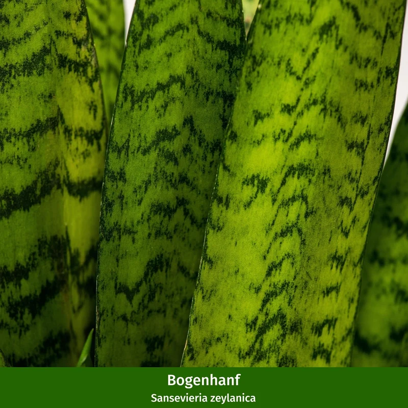 Zimmerpflanzen-Set "Moderne Pflanzenfreunde"