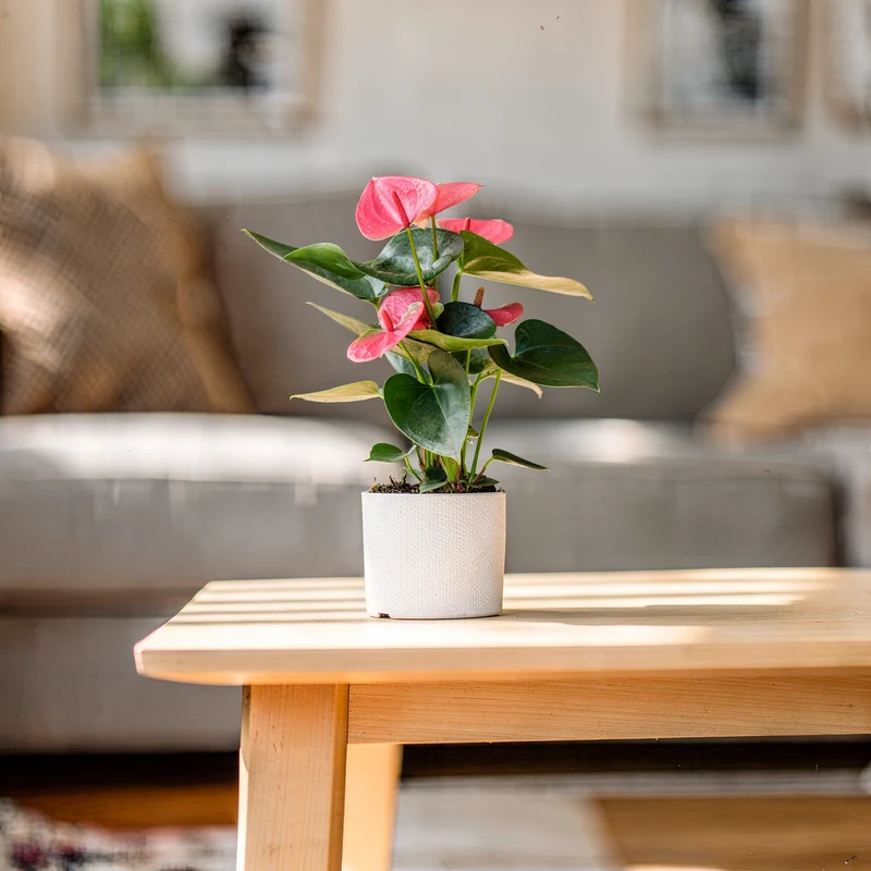 Flamingoblume 'Sweet Dream'