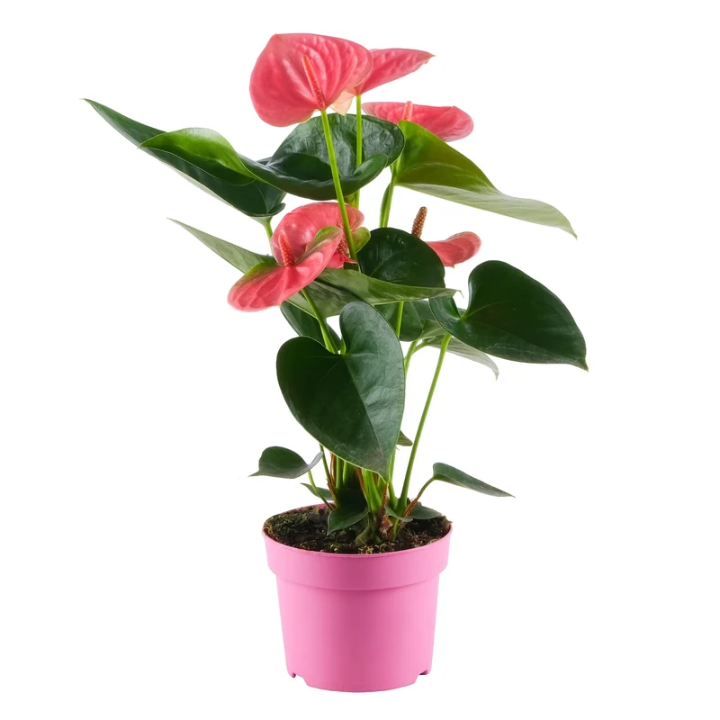 Flamingoblume 'Sweet Dream'