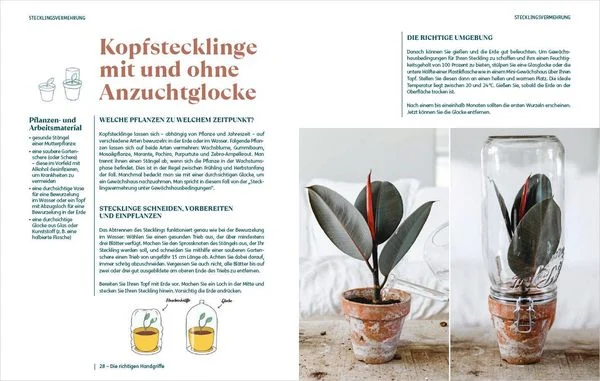 So einfach ist Pflanzenvermehrung | Die besten Methoden für 60 Nutz- und Zimmerpflanzen