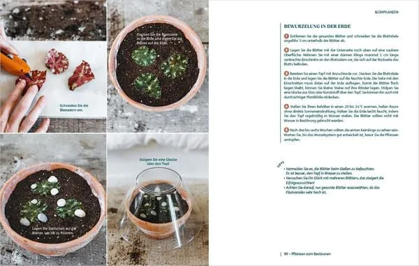 So einfach ist Pflanzenvermehrung | Die besten Methoden für 60 Nutz- und Zimmerpflanzen