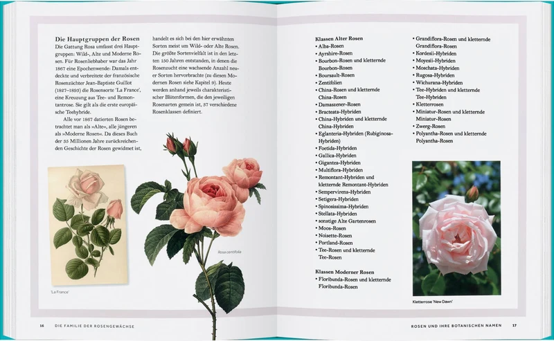Rosen | Die Geschichte der Rosen