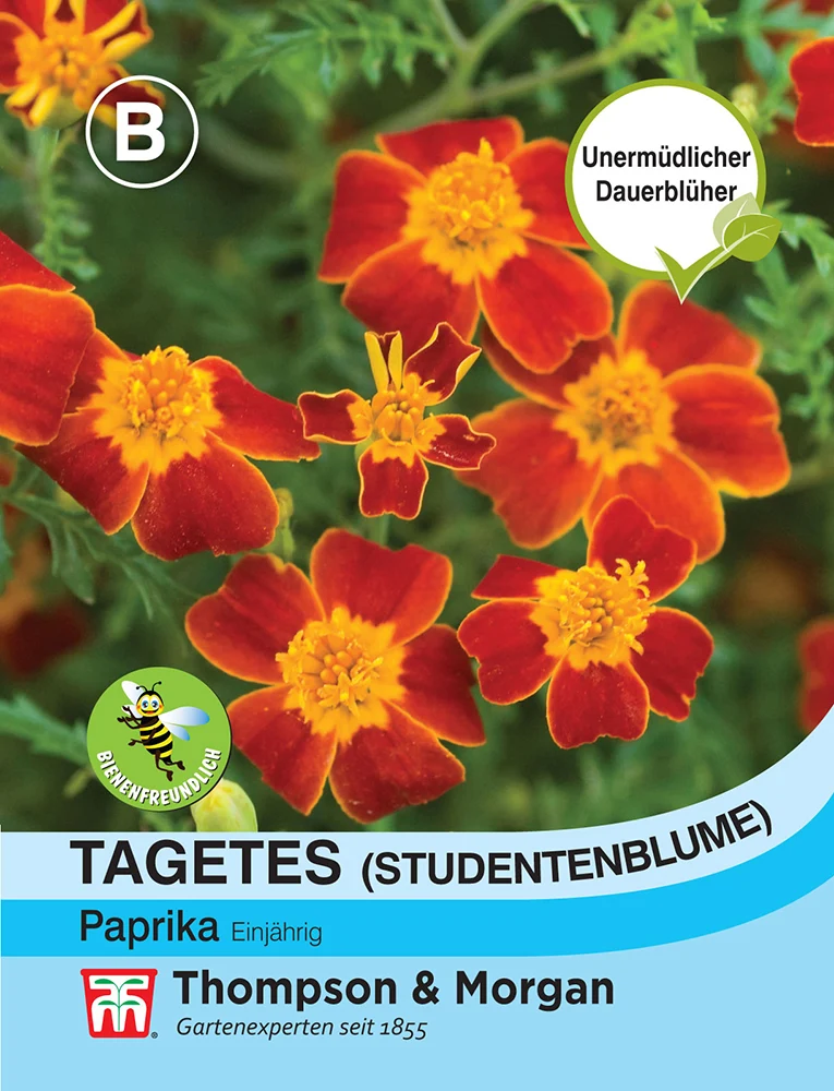 Tagetes (Studentenblume) Paprika