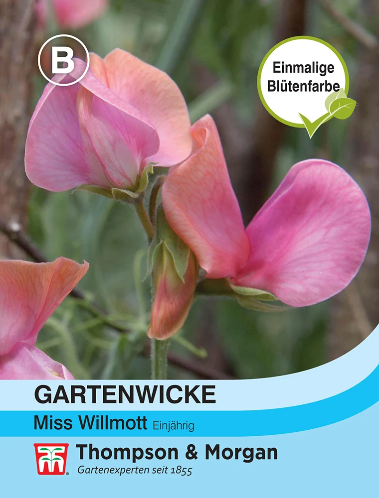 Thompson & Morgan | Gartenwicke Miss Willmott