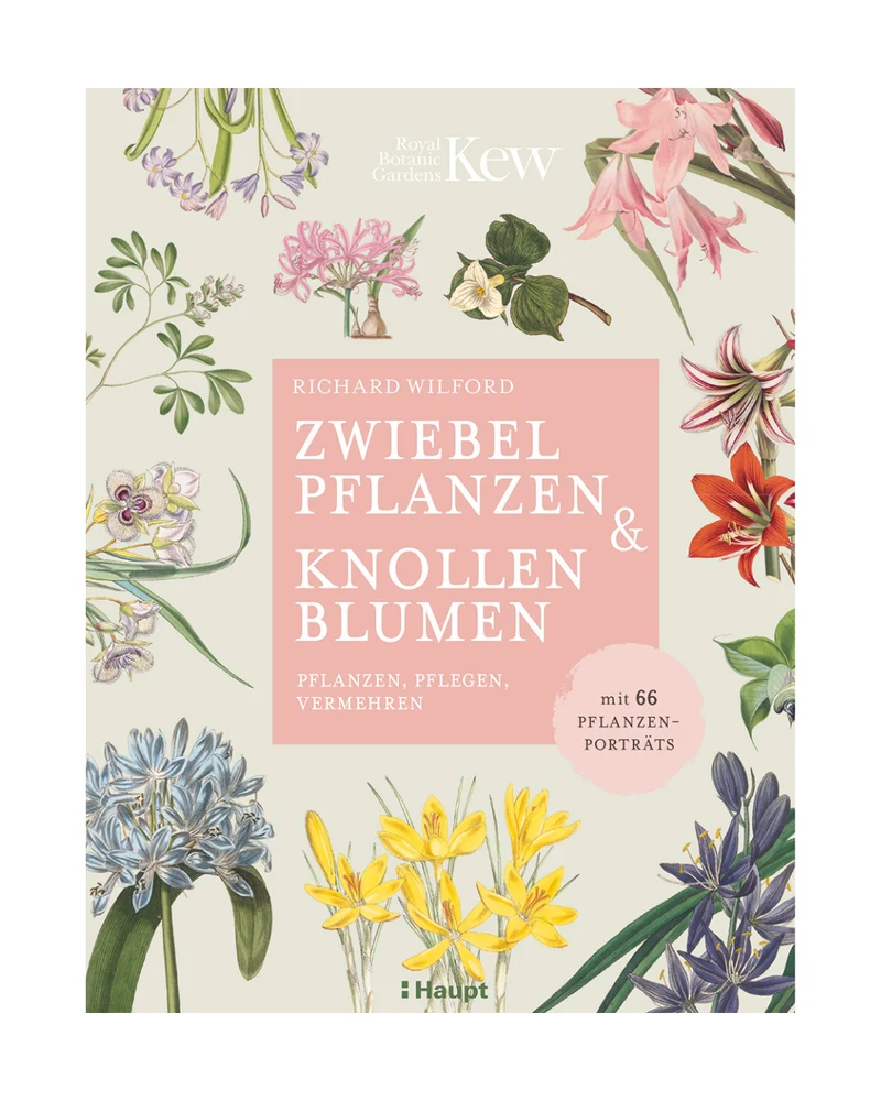 Zwiebelpflanzen & Knollenblumen | Von zarten Schneeglöckchen im Frühling bis zu leuchtenden Herbstblühern