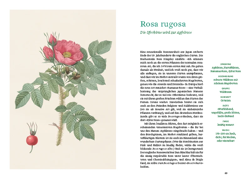 Historische Rosen | fünfzig Rosensorten mit prachtvollen historischen Illustrationen