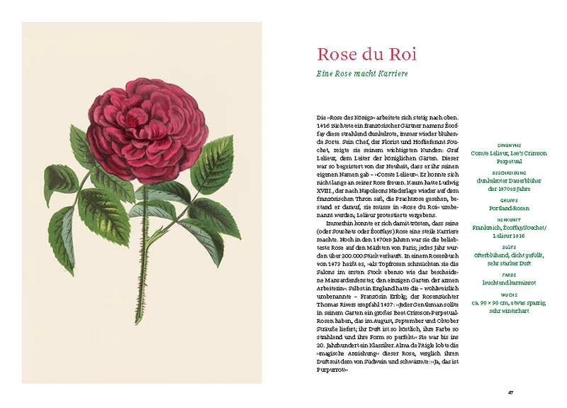 Historische Rosen | fünfzig Rosensorten mit prachtvollen historischen Illustrationen