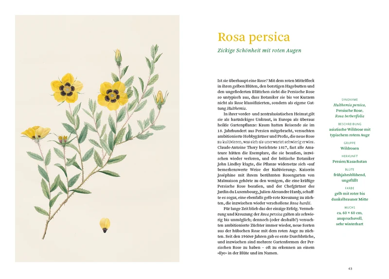Historische Rosen | fünfzig Rosensorten mit prachtvollen historischen Illustrationen