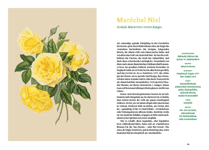 Historische Rosen | fünfzig Rosensorten mit prachtvollen historischen Illustrationen