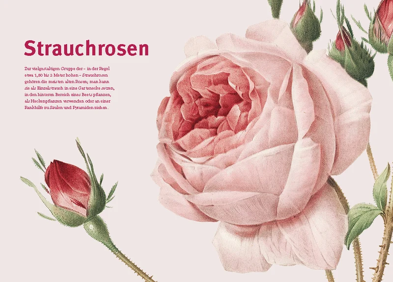 Historische Rosen | fünfzig Rosensorten mit prachtvollen historischen Illustrationen