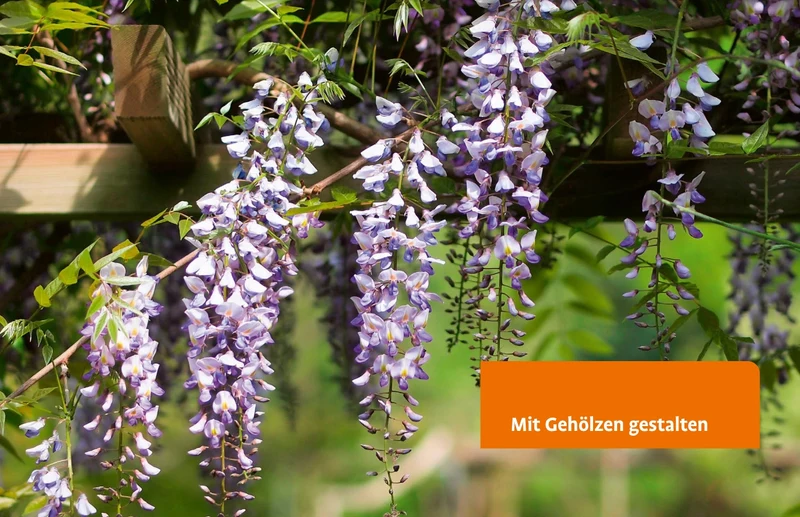 Gehölze von A-Z | Eine große Vielfalt an Bäumen und Sträuchern für den Garten