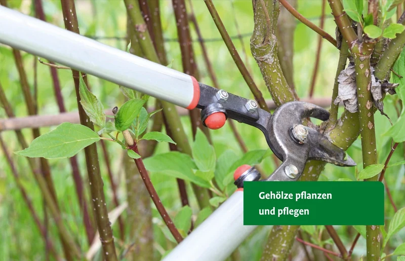 Gehölze von A-Z | Eine große Vielfalt an Bäumen und Sträuchern für den Garten
