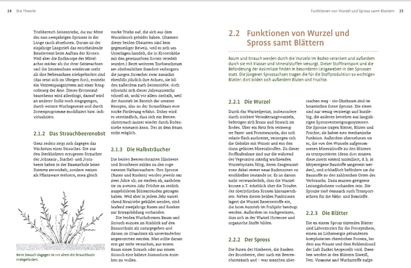 Obstbaumschnitt