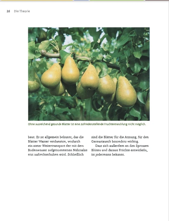 Obstbaumschnitt