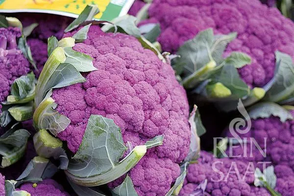 Reinsaat | Karfiol 'Di Sicilia violetto'