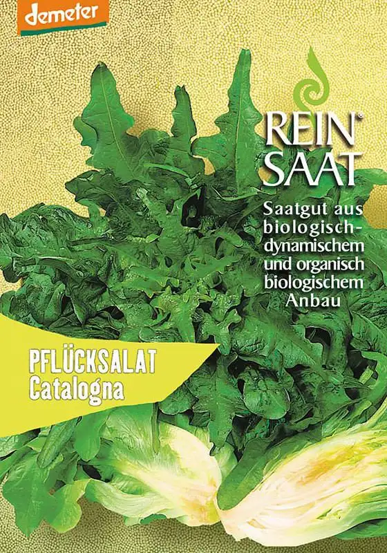 Reinsaat | Pflücksalat 'Catalogna'