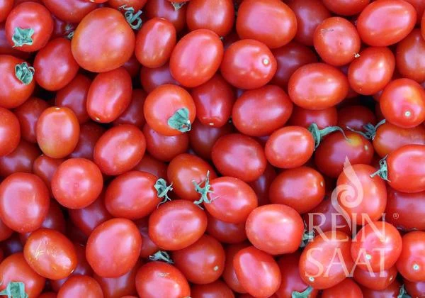 Reinsaat | Tomate 'Principe Borghese'