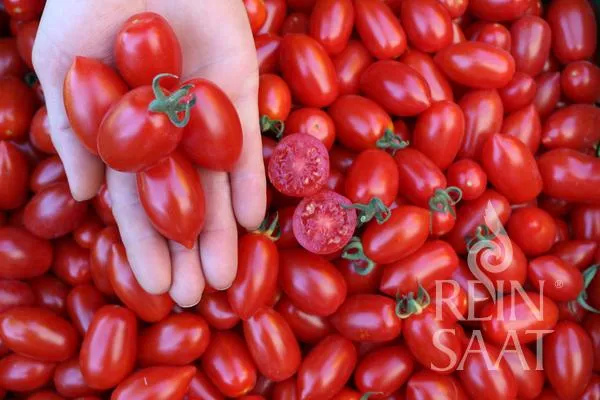 Reinsaat | Tomate 'Donatellina'