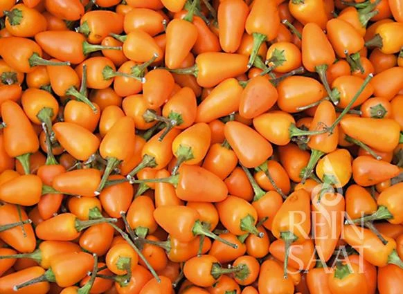 Reinsaat | Chili 'Capela orange'