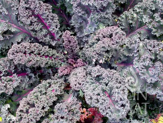 Reinsaat | Grünkohl 'Rosco' Brassica oleracea var. sabellica