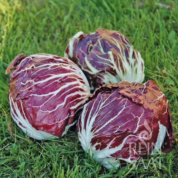 Reinsaat | Radicchio 'Palla rossa Vinci TT'