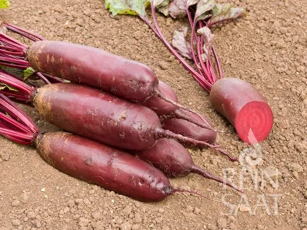 Reinsaat | Rote Rübe 'Forno'
