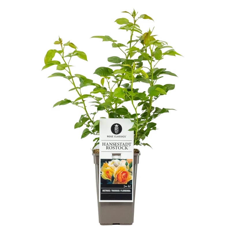 Beetrose 'Hansestadt Rostock®'