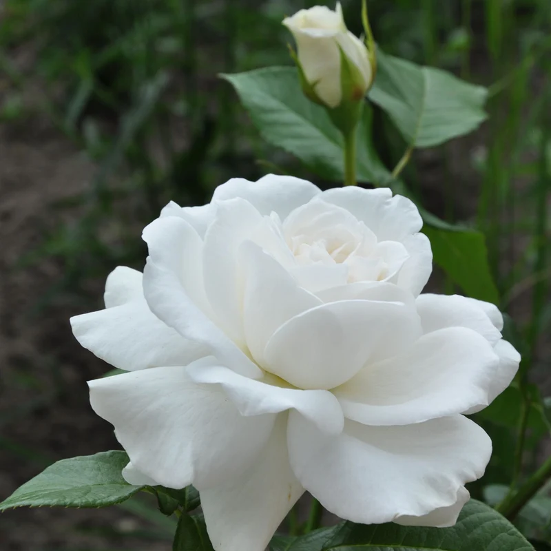 Parfum de Nature® Edelrose 'Annapurna®'