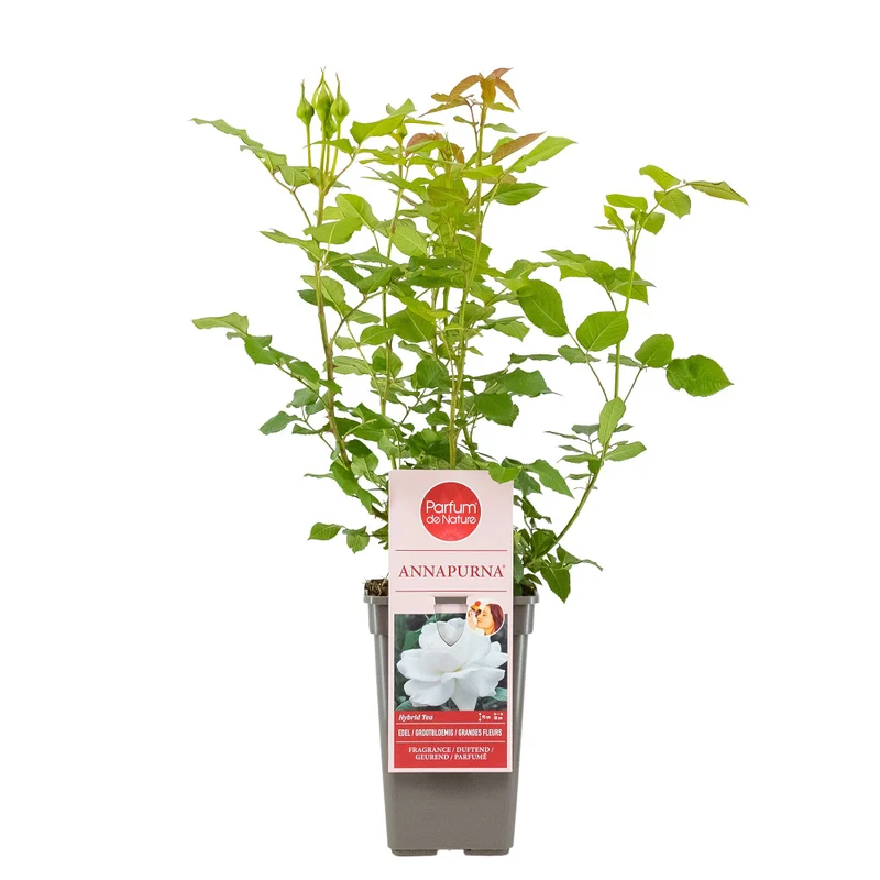 Parfum de Nature® Edelrose 'Annapurna®'