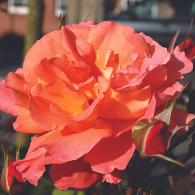 Kletterrose 'Westerland®'