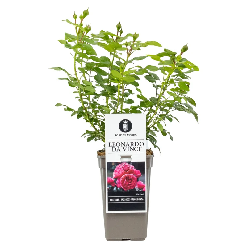Beetrose 'Leonardo da Vinci®'