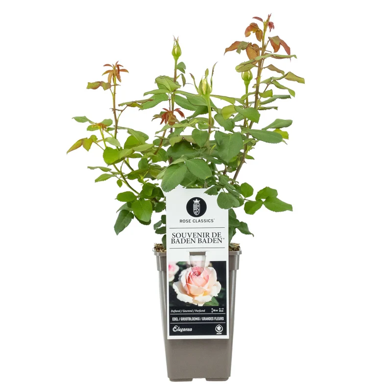 Edelrose 'Souvenir de Baden-Baden®'