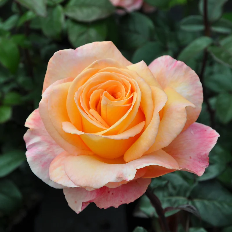 Parfum de Nature® Edelrose 'Scented Memory®'
