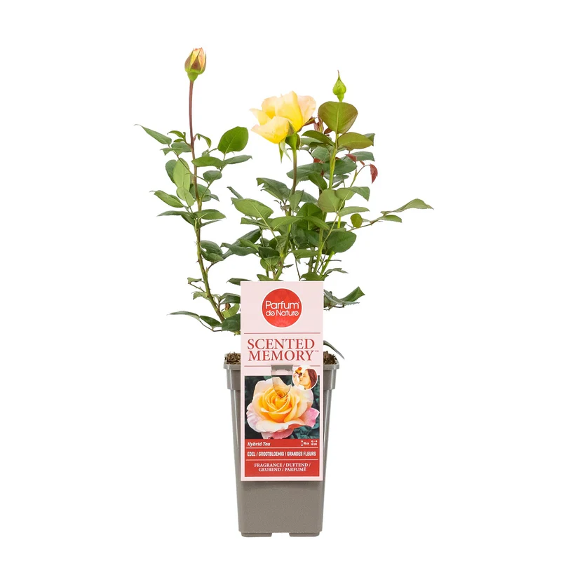 Parfum de Nature® Edelrose 'Scented Memory®'