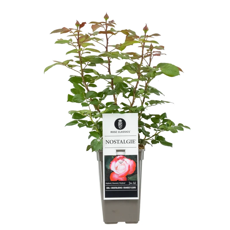 Edelrose 'Nostalgie®'