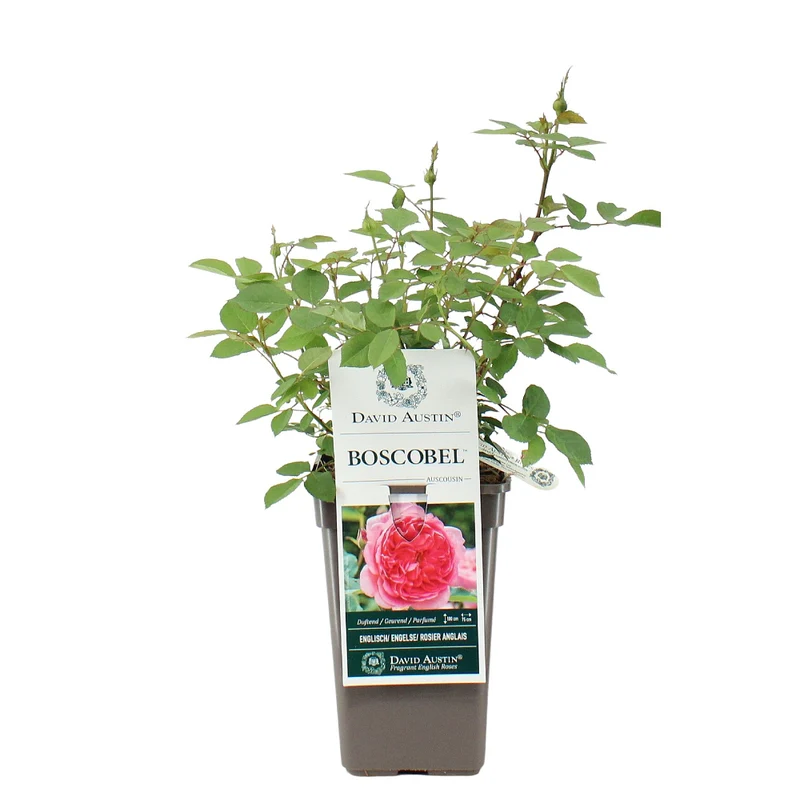 David Austin-Rose 'Boscobel®'