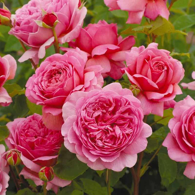 David Austin-Rose 'Princess Alexandra of Kent®'