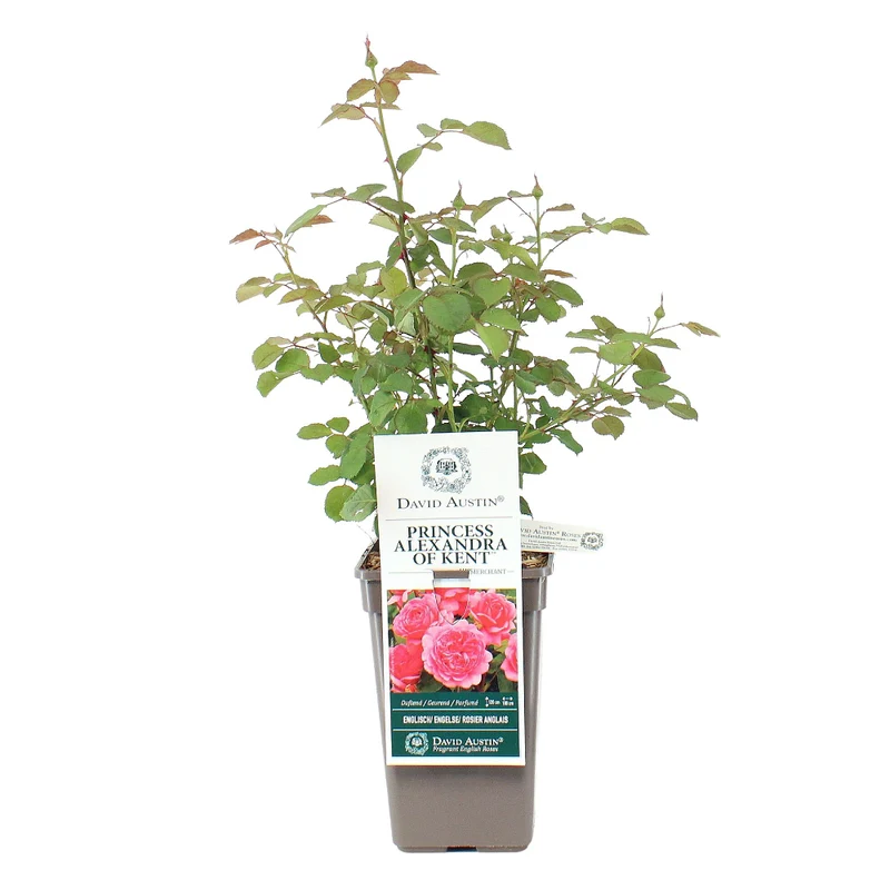 David Austin-Rose 'Princess Alexandra of Kent®'