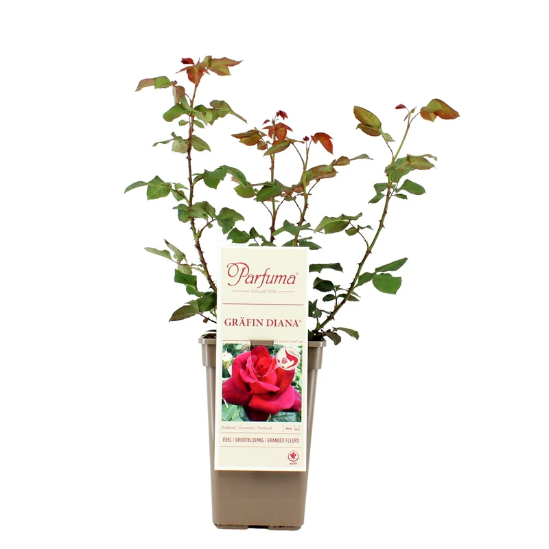 Parfuma® Edelrose 'Gräfin Diana®'