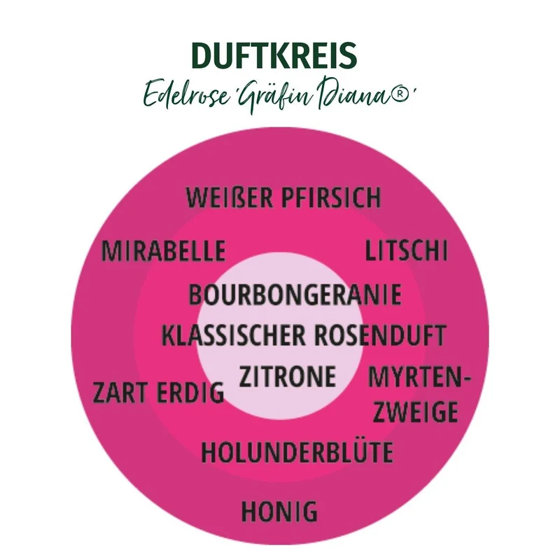 Parfuma® Edelrose 'Gräfin Diana®'