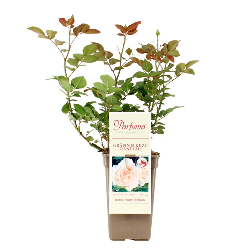 Parfuma® Beetrose 'Gräfin Elke zu Rantzau®'