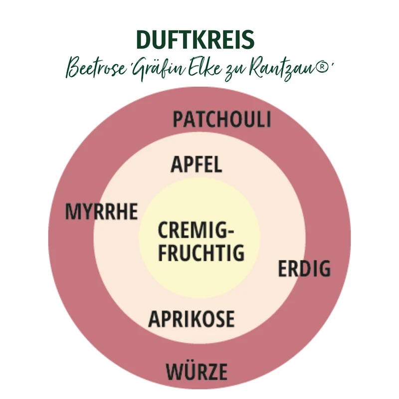 Parfuma® Beetrose 'Gräfin Elke zu Rantzau®'