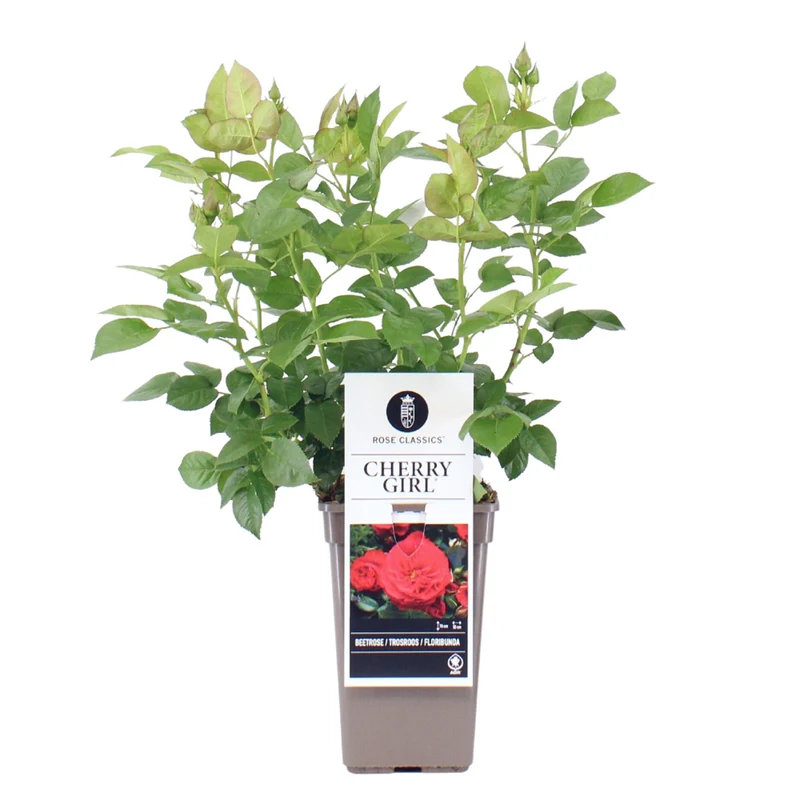 Beetrose 'Cherry Girl®'